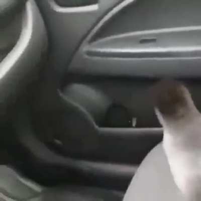 Trying to tame a bird