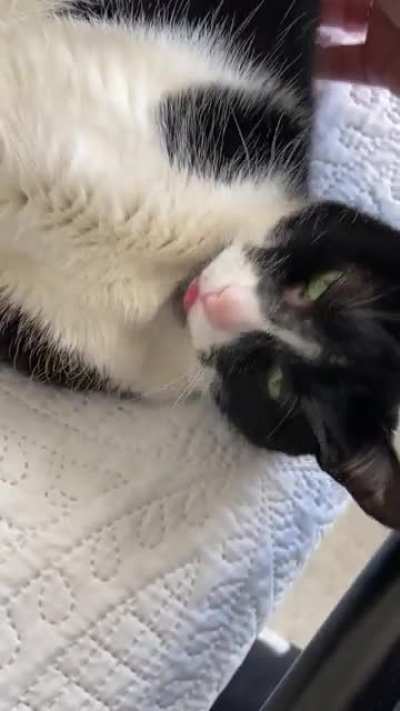 Mrrrmrrm + a blep from Sniffles