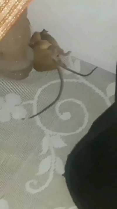 Serdar 2