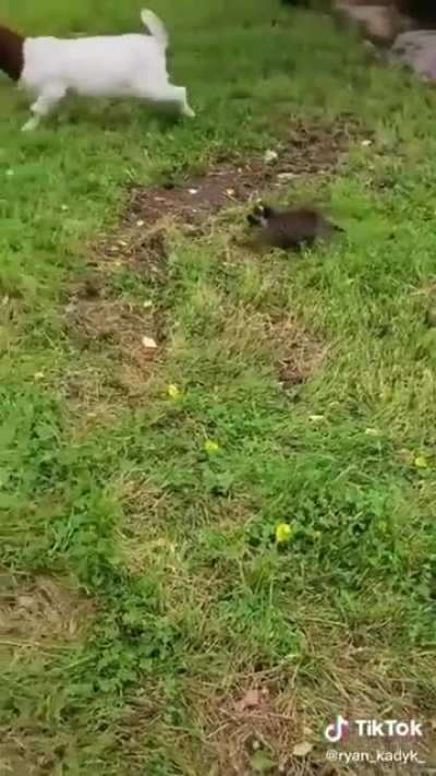 Herding goats