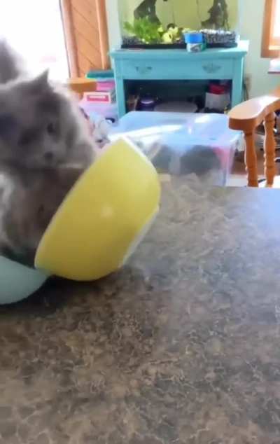 AbruptCat