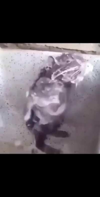 Heden şoldırs