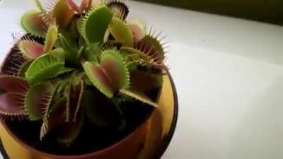 Wasp barely escapes a Venus Flytrap