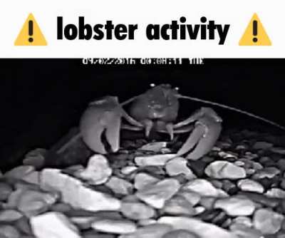 ⚠️rule⚠️