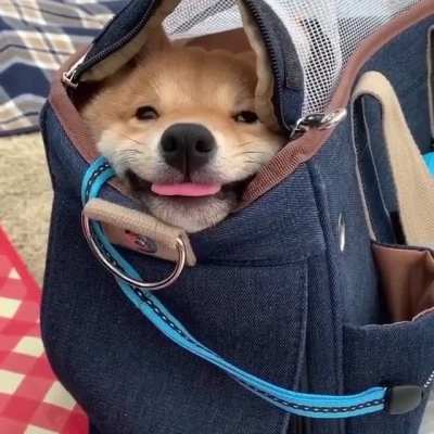 A furry inhabitant of a small bag.
