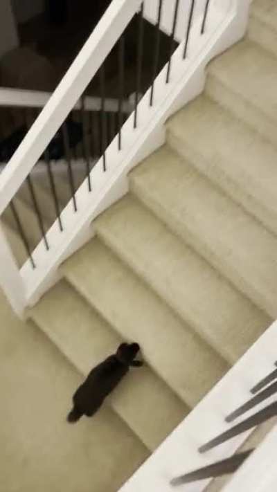 My bunny taps into his big brain to find me (sound on)