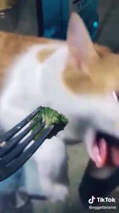 Even cat&rsquo;s hate it