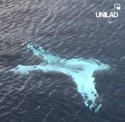 This Huge rare Manta Ray