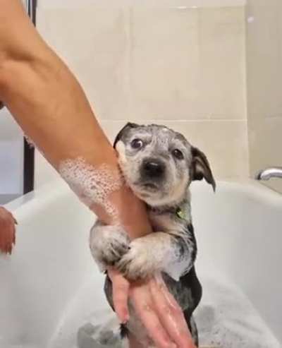 Puppy&rsquo;s first bath
