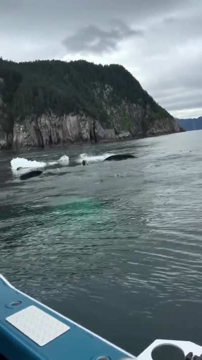 While peacefully watching some humpback whales