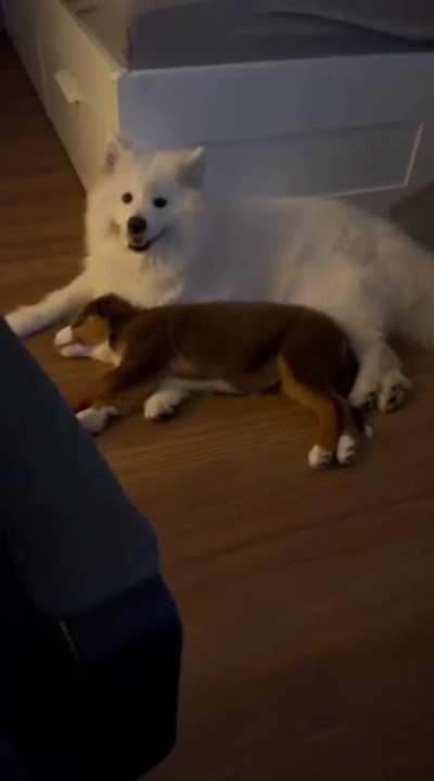 Life's too short. get your dog a dog.
