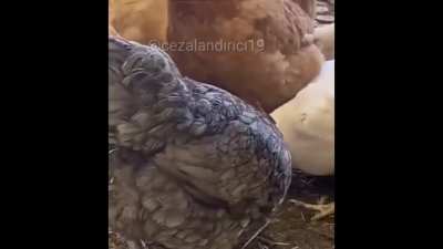 similasyondaki buglardan biri bi dahaki el tavuk se&ccedil;erseniz sonsuz yemek bugu var haberiniz olsun