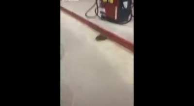 Are you a rat?