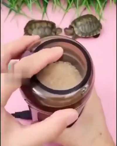 turtl 🐢