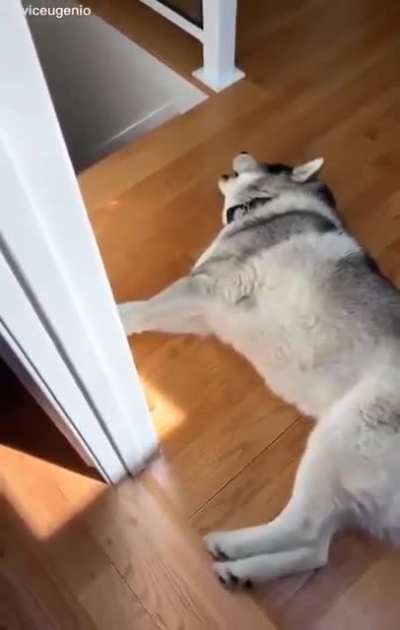 Dog interrogates a staircase.