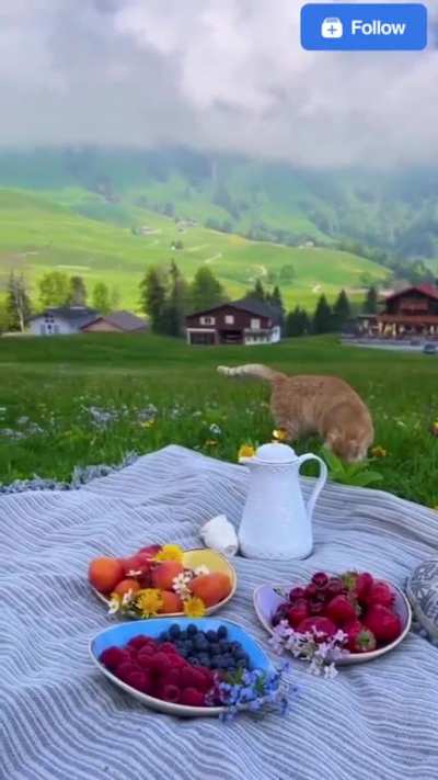 Breakfast In The Swiss Alps