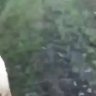 An unusual way of dealing with a gator