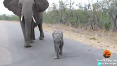 Mom Teaches Youngling To Maintain Gap From Tourists