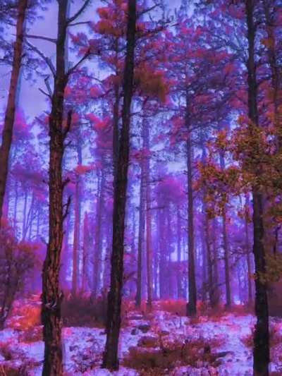 Let's take a trip through the woods