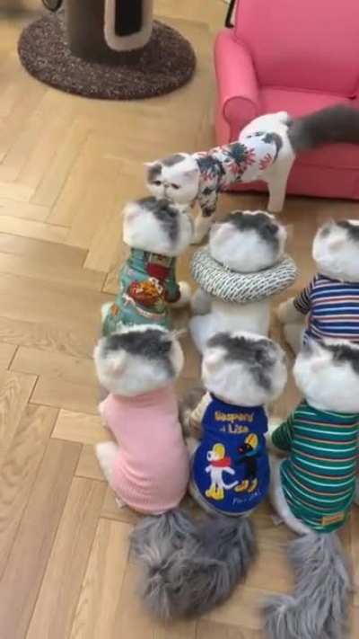 King of cats