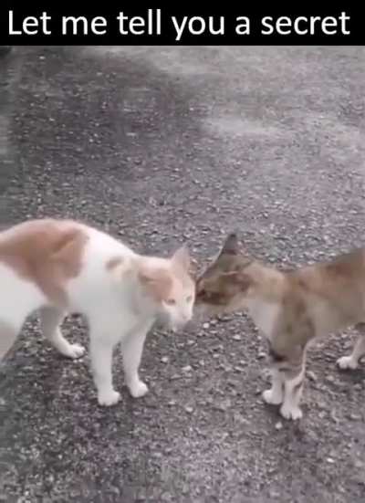 Wunking Secret