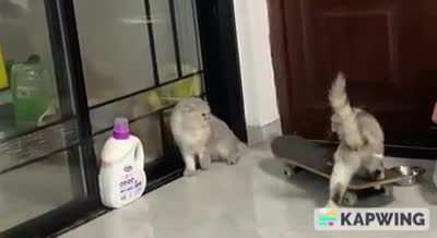 Cat drive-by