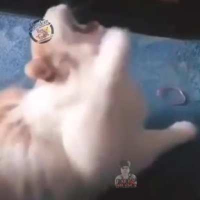 Tadinho