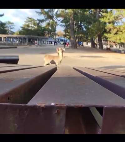 Just spying on some deer.