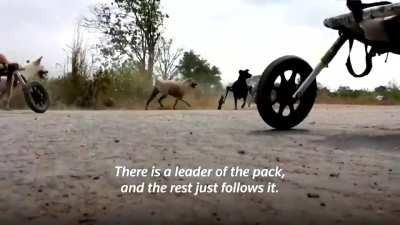 A Thai shelter for disabled stray dogs is using wheels to help the dogs run again.