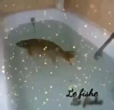 Le fishe