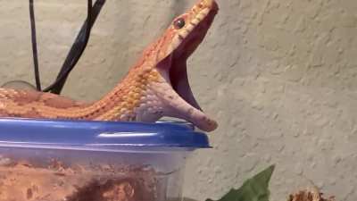 Wait for it&hellip;
