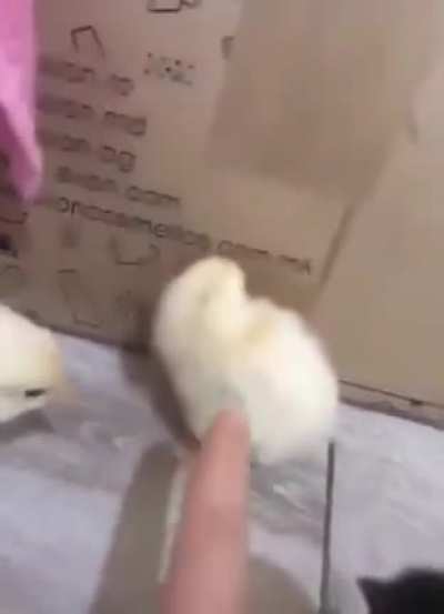 "What's up, bro"