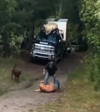 Man rescuing his dog from attacking Mountain Lion