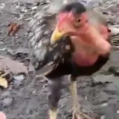 galo piqui blainder