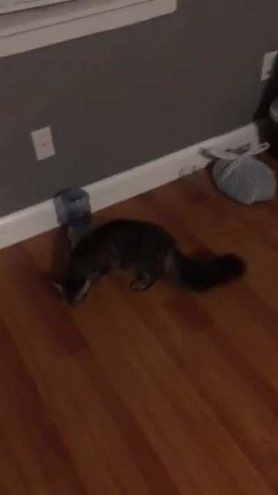 Kitty didn&rsquo;t see what&rsquo;s coming...