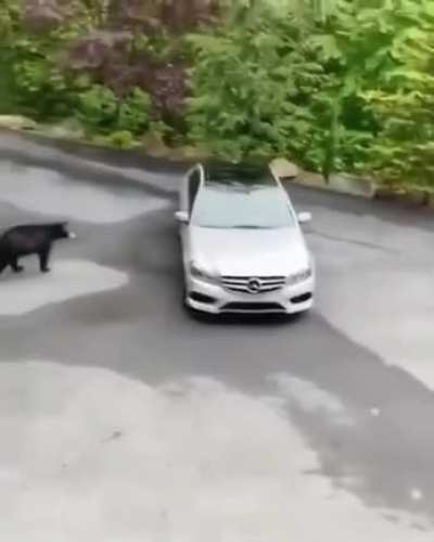 i can see the "WTF" in the bear's eyes