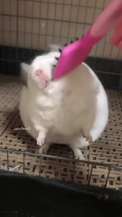 Round 3 of this dust muffin's brushybrushy
