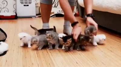 so many playful members in the house