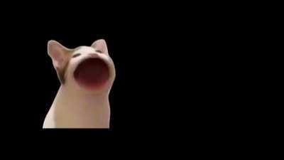 Freddy miau