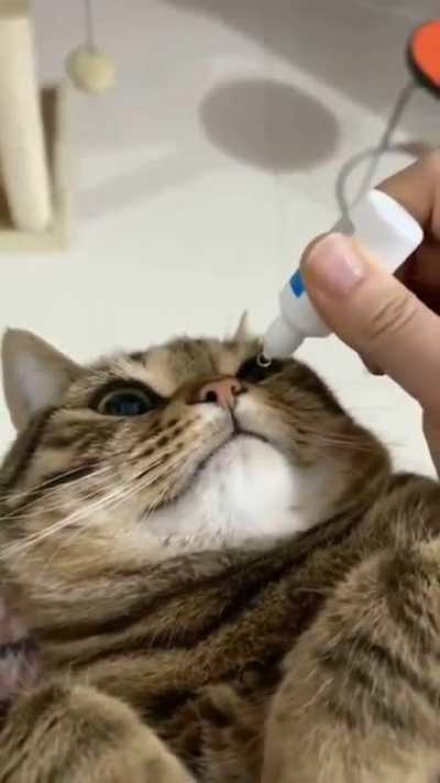 Bravest kitty