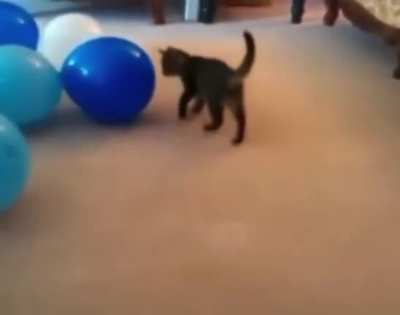 cat pop