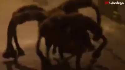 Spider dog, spider dog, much more scary than a frog