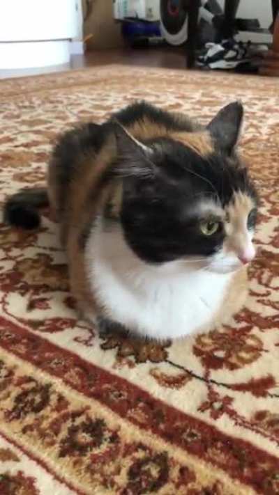 Squeaky loaf