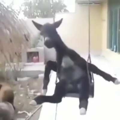 Yara bai bai