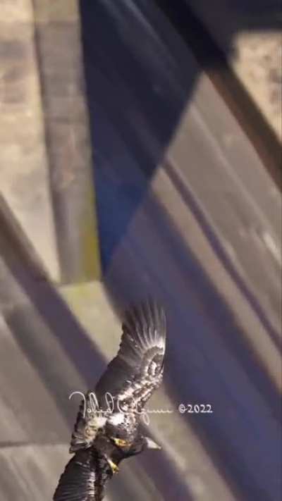 Fuck this bald eagle in particular