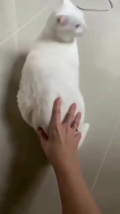 Cat scream then "oh" at the end 😂