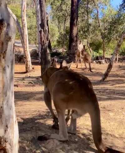 Meanwhile in Australia today&hellip; 🦘🥊