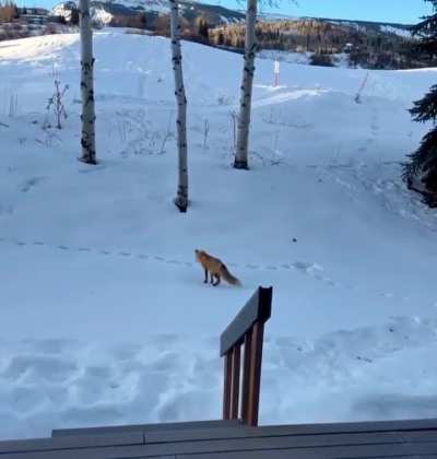 🔥 Furry Ninjas: Nature's Masters of Stealth and Precision