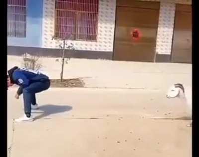 How do you even train a damn goat to do that?