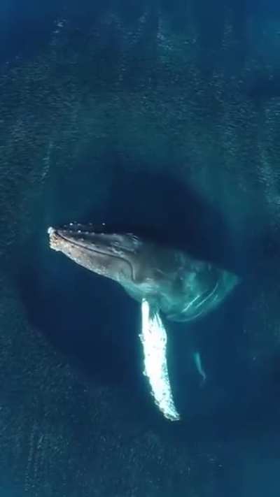 A whale blowing a rainbow